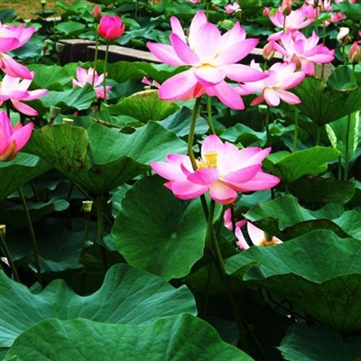 2023年最漂亮荷花微信头像(24张)