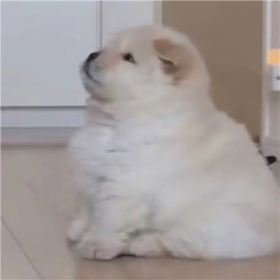 2023年最火的沙雕头像(精选26张)