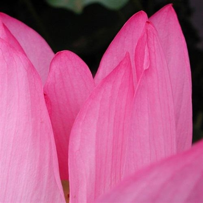 2023年最漂亮荷花微信头像(24张)