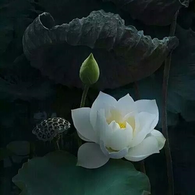 2023年最漂亮荷花微信头像(24张)