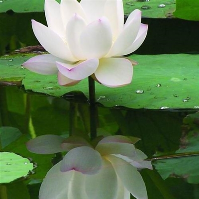 2023年最漂亮荷花微信头像(24张)