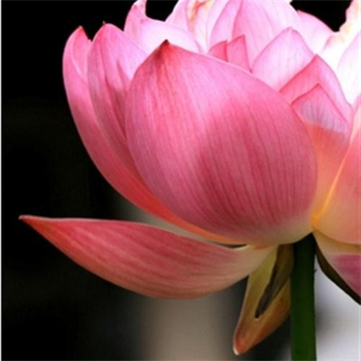 2023年最漂亮荷花微信头像(24张)