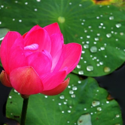 2023年最漂亮荷花微信头像(24张)