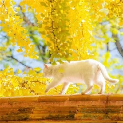 2023最火成年人头像(24张)