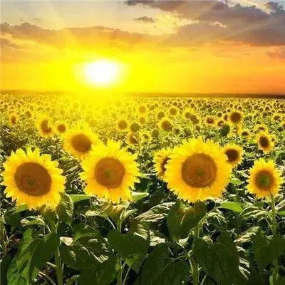 2023最吉利的好看头像(24张)