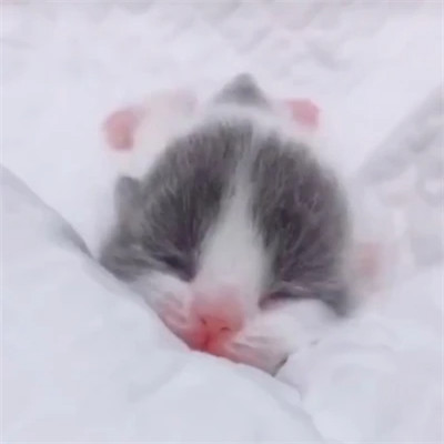 2023最火沙雕头像(24张)