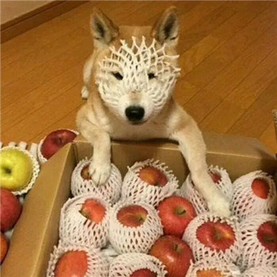 2023最火沙雕头像(24张)