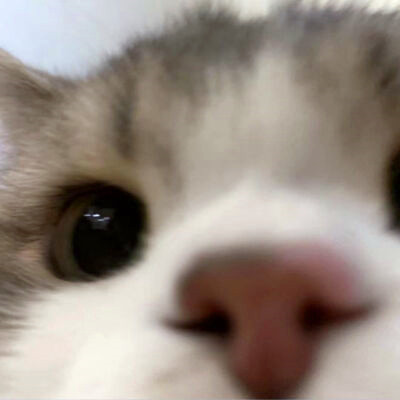 2023最萌的微信头像(精选20张)