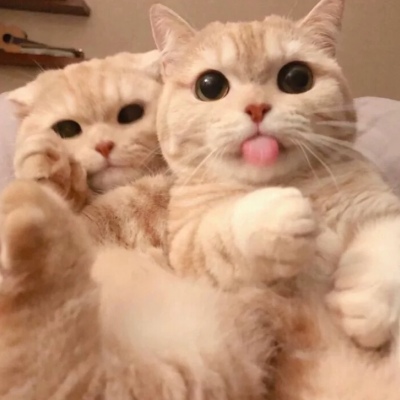 2023年最火的恶搞头像(16张)