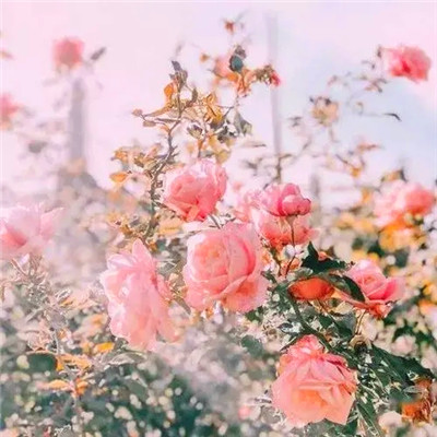 提升运气的微信头像图片(24张)