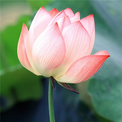 提升运气的微信头像图片(24张)