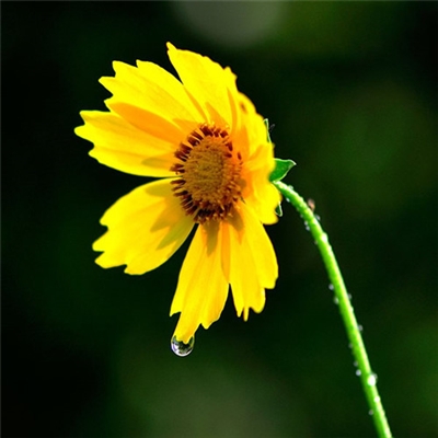 提升运气的微信头像图片(24张)