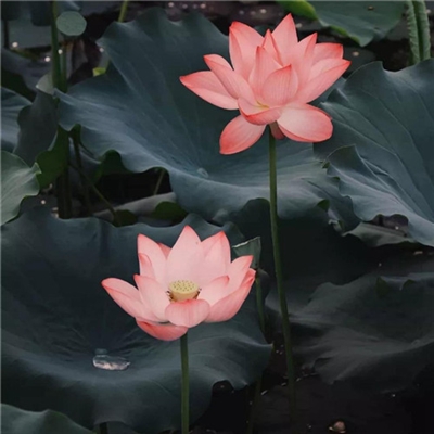 2023年花卉头像(精选24张)