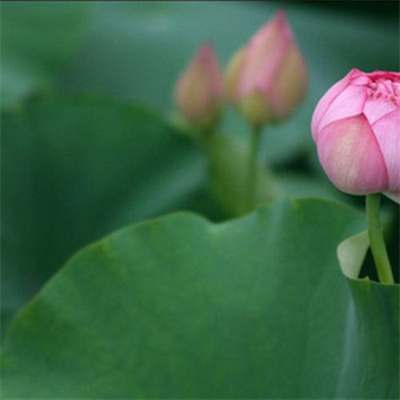 2023年花卉头像(精选24张)