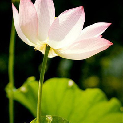 2023年花卉头像(精选24张)