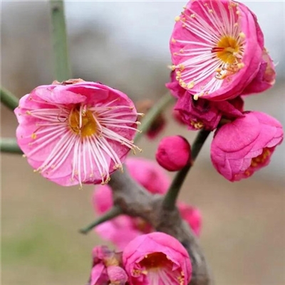 2023年花卉头像(精选24张)