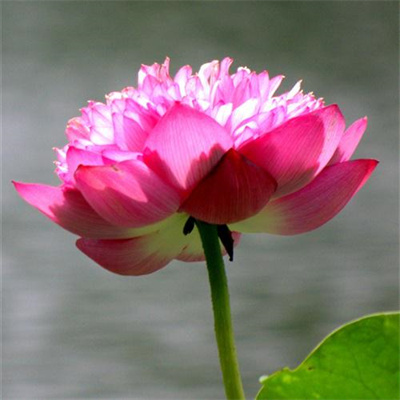 2023年花卉头像(精选24张)