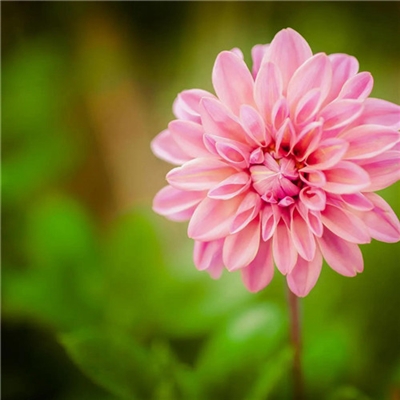 2023年花卉头像(精选24张)