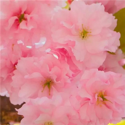 2023年花卉头像(精选24张)