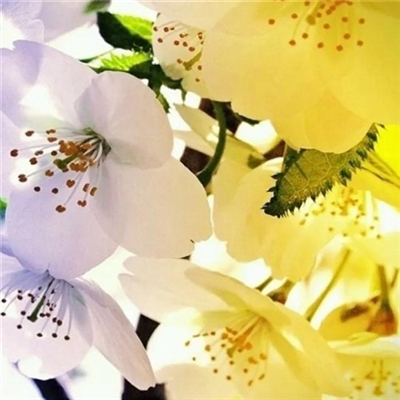 2023年花卉头像(精选24张)