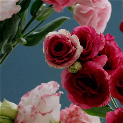 2023年花卉头像(精选24张)