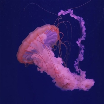 低调而不失优雅的头像(精选30张)