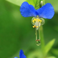 小清新花朵头像唯美(精选24张)