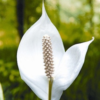 小清新花朵头像唯美(精选24张)