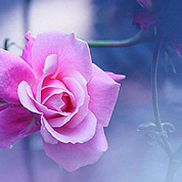 小清新花朵头像唯美(精选24张)