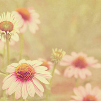 小清新花朵头像唯美(精选24张)