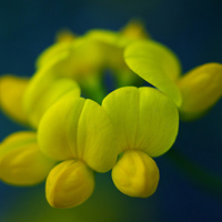 小清新花朵头像唯美(精选24张)