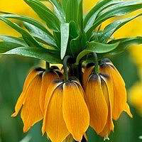 小清新花朵头像唯美(精选24张)