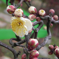 小清新花朵头像唯美(精选24张)