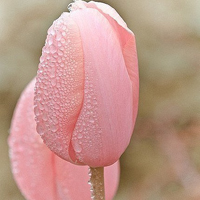 小清新花朵头像唯美(精选24张)