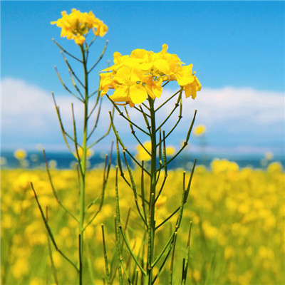 2023适合一辈子好运头像(22张)