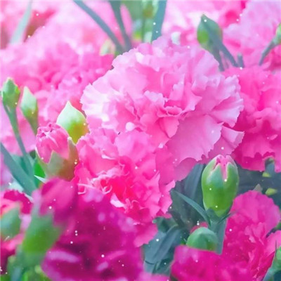 2023适合一辈子好运头像(22张)