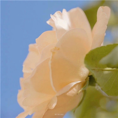 简单干净清爽好看头像(精选20张)