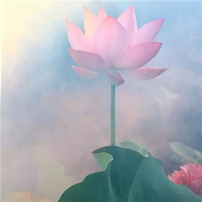 简单干净清爽好看头像(精选20张)