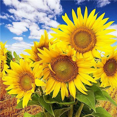 女人用什么头像运气旺(20张)