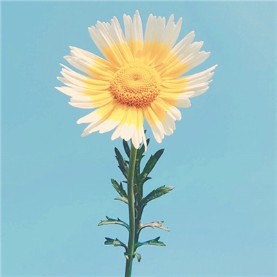 简单耐看微信头像高清(24张)