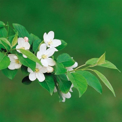 简单耐看微信头像高清(24张)