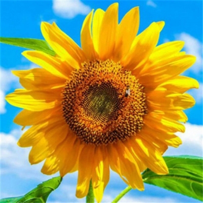 微信头像妈妈专用(精选22张)