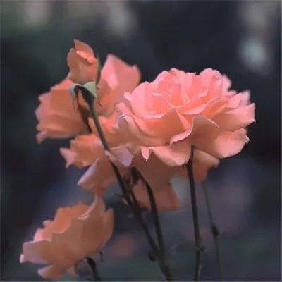 微信头像妈妈专用(精选22张)