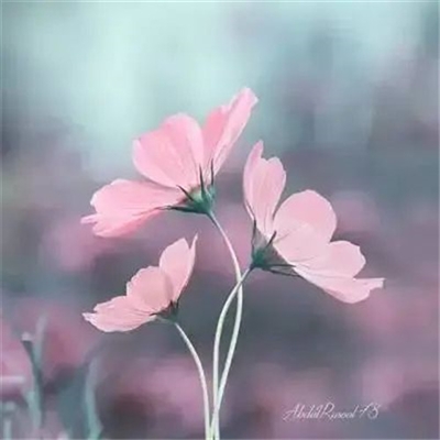 微信头像妈妈专用(精选22张)