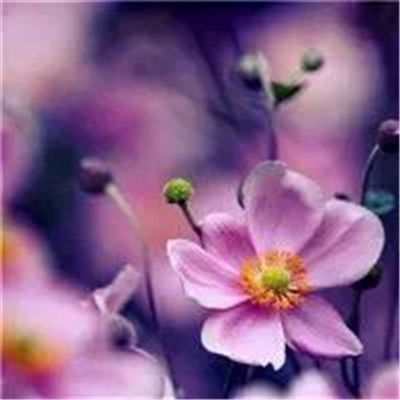 微信头像妈妈专用(精选22张)