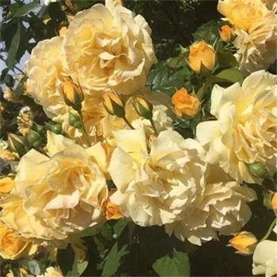 微信头像妈妈专用(精选22张)