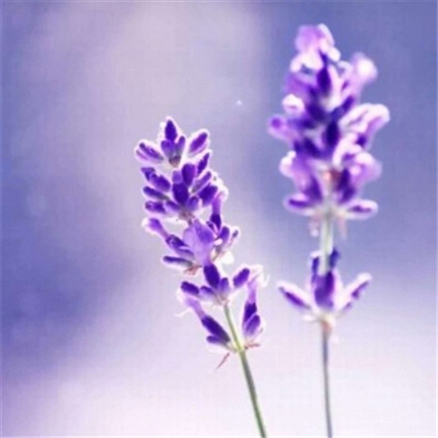 微信头像妈妈专用(精选22张)