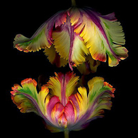 父母头像微信头像花(24张)