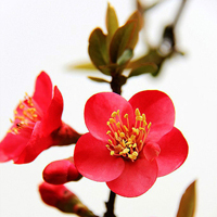 父母头像微信头像花(24张)