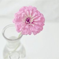 父母头像微信头像花(24张)